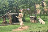 สวนสัตว์ขอนแก่น จัดน่องไก่สดชุดใหญ่ เป็นรางวัลให้ “เจ้าบอย” สิงโตขาว ทายผลแม่น สเปนได้แชมป์ยูโร 2024